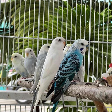 B-5 Aprt. Tipo Villa Sonidos De Las Aves. Jarabacoa Luaran gambar