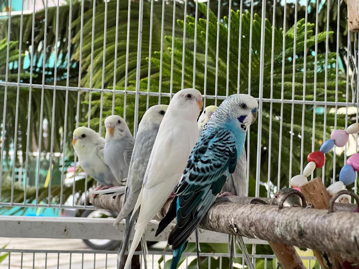 B-5 Aprt. Tipo Villa Sonidos De Las Aves. Jarabacoa Luaran gambar
